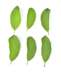 Top view of  Guava Leavew isolated on white background