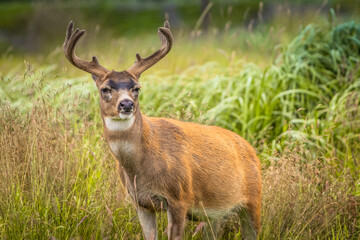 Sitka Black-tailed Deer Buck Rutting in Tall Grass - obrazy, fototapety, plakaty