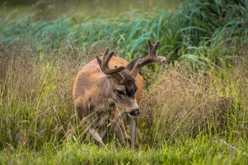 Sitka Black-tailed Deer Buck Rutting in Tall Grass