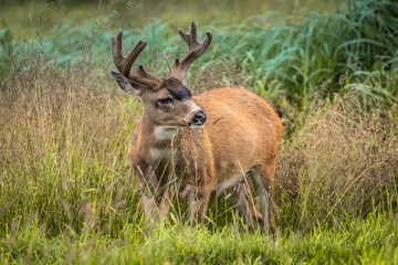 Sitka Black-tailed Deer Buck Rutting in Tall Grass