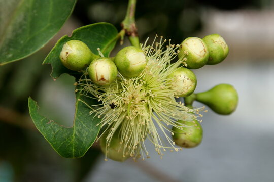 White flower of Wax apple blooming on branch with blur buds, Thailand. Another name is Water apple, Rose apple, Wax jambus or Chomphu in Thai word.