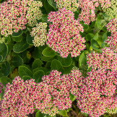 Sedum prominent Sedum spectabile. Ornamental garden plants. flowering period