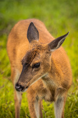 Sitka Black-Tailed Deer Doe Amongst Tall Grass