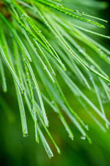 Close up shot of pine needles with water drops in rainy day. Selective focus. Shallow depth of field. Macro shot.