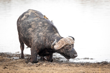 Male buffalo kneeling at the edge of water with white water in the background in Kruger Park in South Africa
