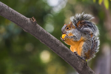 Naklejka na ściany i meble Squirrel eating a fruit
