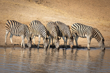 Fototapeta na wymiar Small herd of zebra standing at the edge of a dry riverbank drinking water in Kruger Park in South Africa