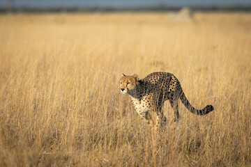 Adult cheetah running in tall dry grass in Savuti plains in Botswana