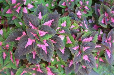 Coleus leaves, Plectranthus scutellarioides plant background.