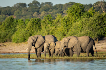 Small herd of elephants standing at the edge of Chobe River drinking water in Botswana