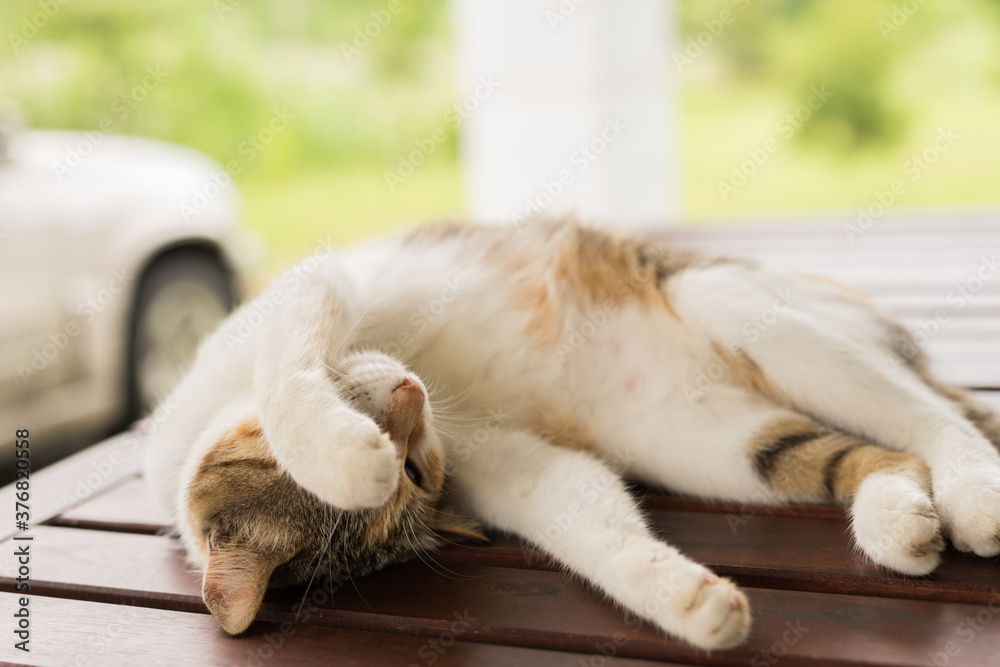 Canvas Prints cute cat sleeping