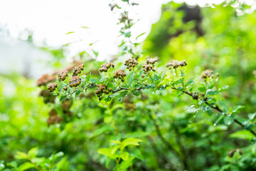 Obraz premium Faded Spiraea flowers (Spiraea cantoniensis) on the branch in the garden. Selective focus. Shallow depth of field.