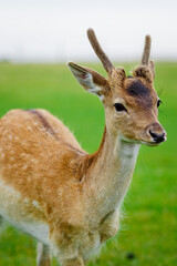 Selective focus. Close-up portrait of a deer with horns in a pen on a background of green grass. Animal care on a deer farm