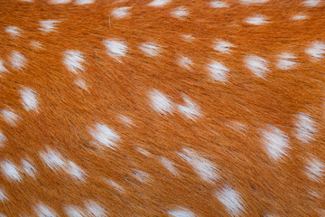 Deer fur brown texture with white patterns , animal mammal nature skin background