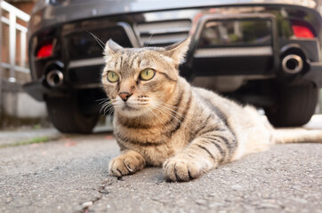 lazy tabby cat sleep on a ground