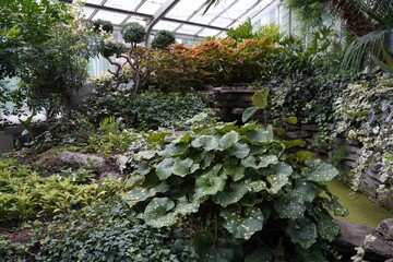 plants in greenhouse inside an indoor garden