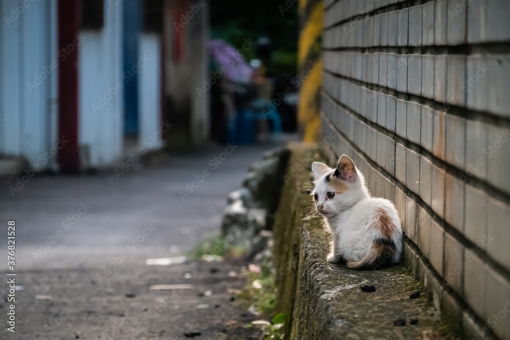 Poster little stray cat sit at a street