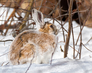 Snowshoe hare (Lepus americanus) taking sun bath, on snow