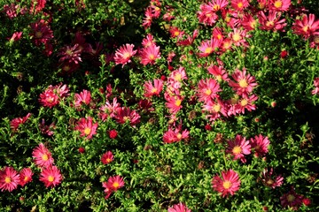 Fototapeta premium アスタ－の花