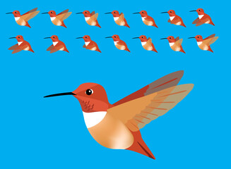 Animal Animation Sequence Bird Flying Rufous Hummingbird Cartoon Vector