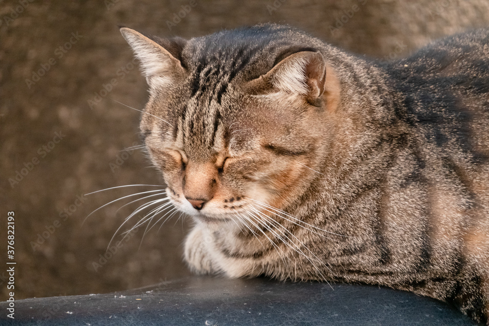 Poster stray cat sit at a street