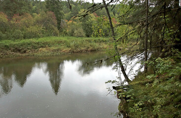 Fototapeta premium river in the woods