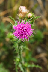 purple thistle flower