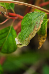 close up of green leaf