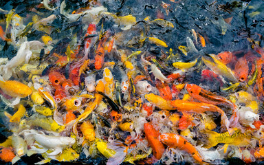 Koi fish or fancy carp fish floating on the water surface.