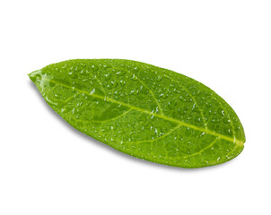 Fototapeta na wymiar Green leaves with water drops isolated on a white background. with clipping paths.