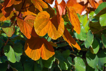 Phanera aureifolia, Bauhinia aureifolia or Gold leaf Bauhinia are rare vines. Young leaves are...