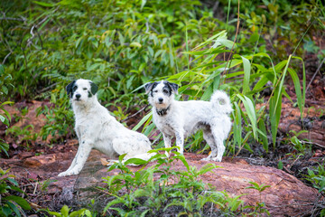 two dogs playing on the rock