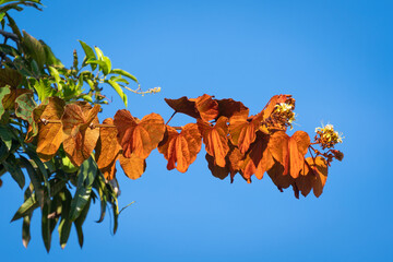 Phanera aureifolia, Bauhinia aureifolia or Gold leaf Bauhinia are rare vines. Young leaves are...