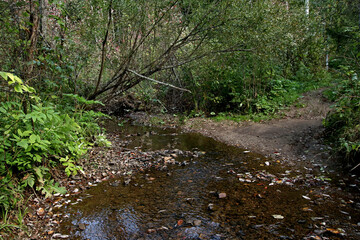 stream in the woods