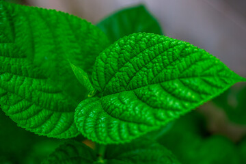 abstract background of the green leaves in the park,with the blur of bokeh,the light from the colorful shelter falling onto,a kind of artistic beauty of nature
