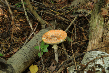 mushrooms in the forest