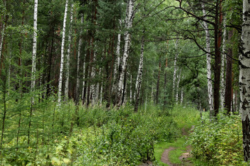 Fototapeta premium forest in spring