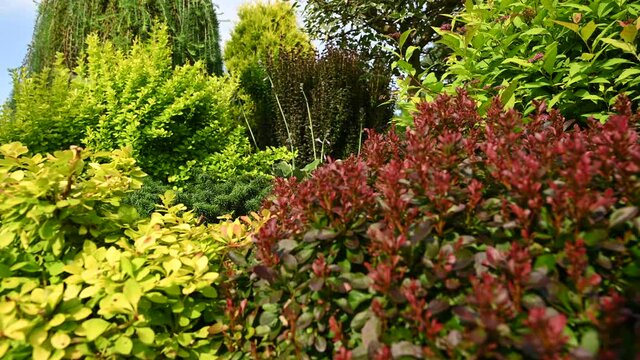 Close View Of Fully Grown Perennial Plants In Variety Of Colors In Home Backyard Garden. Serene And Relaxing Sumer Day In Private Garden. 