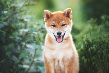 beautiful red shiba inu puppy sitting in the green grass and bush in summer. Cute japanese red dog