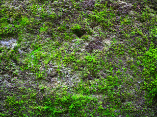green moss on stone wall