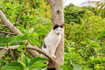 Domestic Cat Sits On Avocado Tree Branch