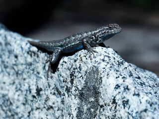 Western Fence Lizard (aka Blue-bellied Lizard)