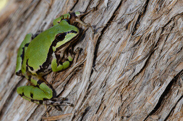 Arizona Treefrog on a tree