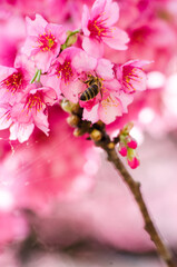 Sakuras