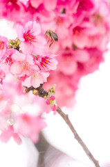 Sakuras
