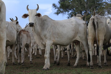 nellore catlle, farm nellore, animais nelore, gado nelore