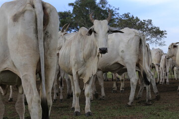 nellore catlle, farm nellore, animais nelore, gado nelore