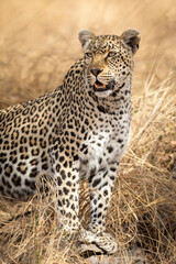 Vertical portrait of a leopard in dry grass in Kruger Park in South Africa