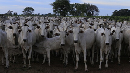 nellore catlle, farm nellore, animais nelore, gado nelore