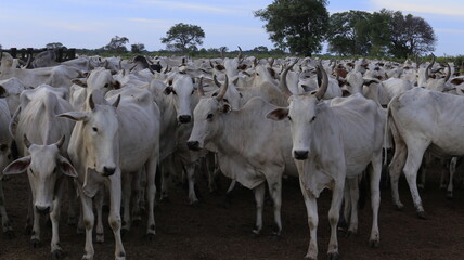 Obraz premium nellore catlle, farm nellore, animais nelore, gado nelore